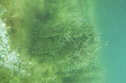 20010803_Echinger_Weiher_0037